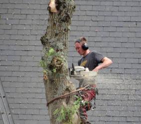 Taille arbre délicate Nantes