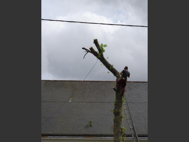 Taille arbre dÃ©licate Nantes
