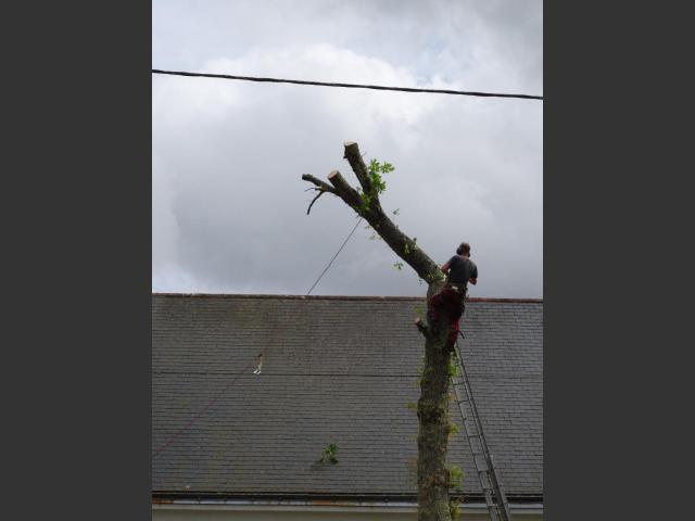 Taille arbre délicate Nantes